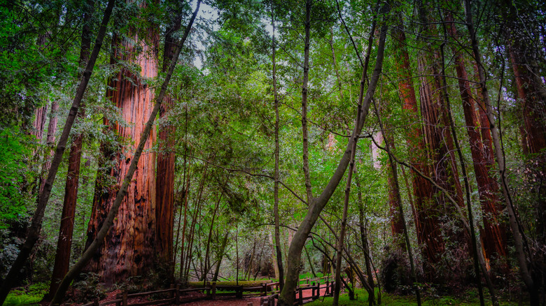 Redwood grove at California State Park