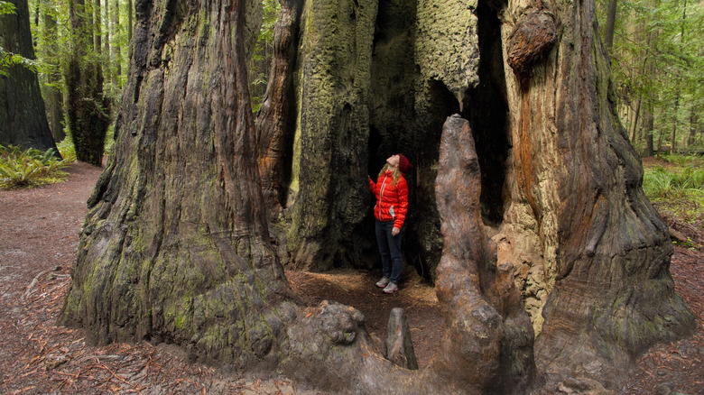 Woman looking up inside redwood tree