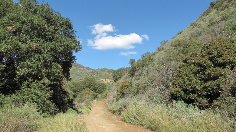 Dirt trail and lush foliage at Black Star Canyon in the Santa Ana Mountains, California
