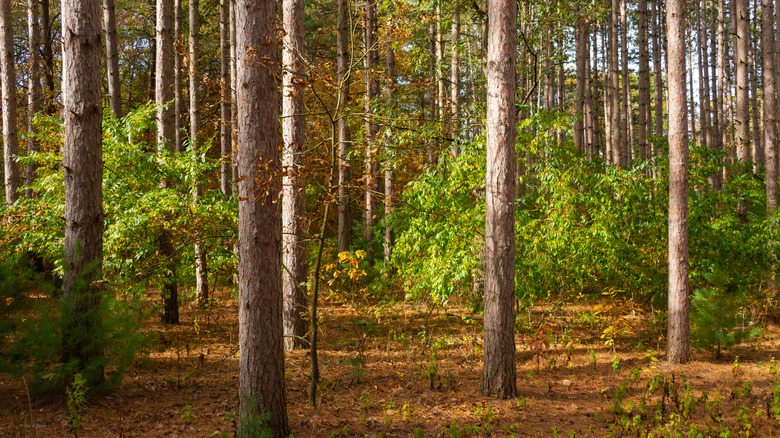 Pine trees and bushes in forest