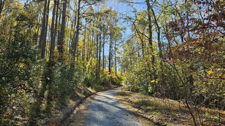 The Saunders-Monticello Trail winds through the trees to and from Carter Overlook