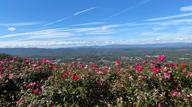 The view looking out over Charlottesville and Albemarle County from Carter Mountain Orchard