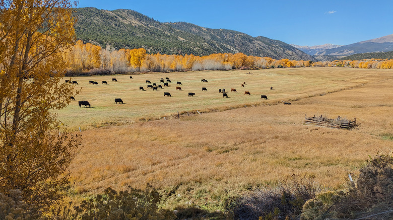 Cattle grazing on a ranch near Poncha Springs, Colorado