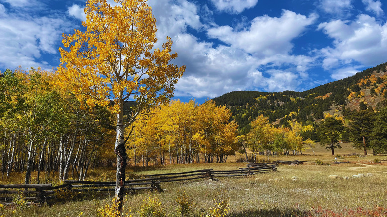 Autumn view of Caribou Ranch, Colorado with gold aspen trees, pines, and mountains