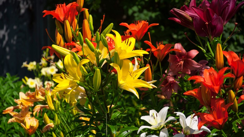 Lilies growing at Topsmead State Forest in Connecticut