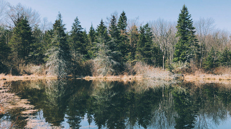 The pond at Topsmead State Forest in Connecticut