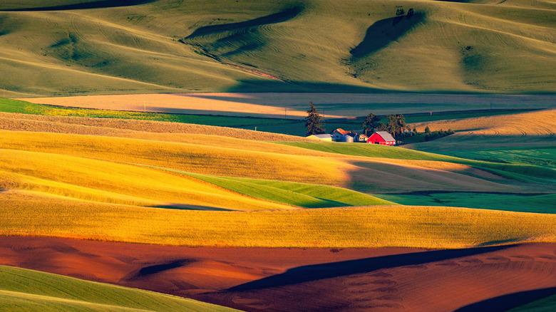 A barn stands among rolling hills covered in wheat