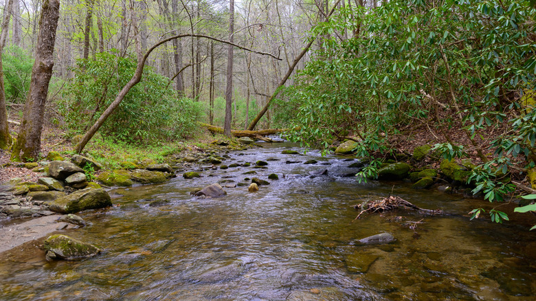 The scenic Emery Creek surrounded by greenery in the Cohutta Wilderness