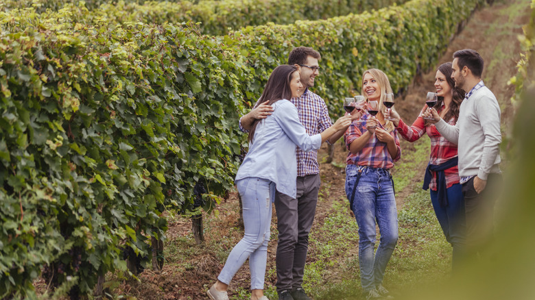 People drinking wine in a vineyard