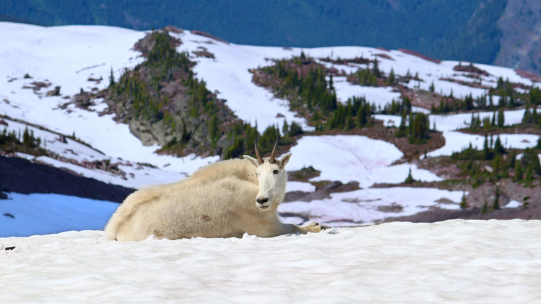Mountain goat in the snow at Sperry Glacier in Montana