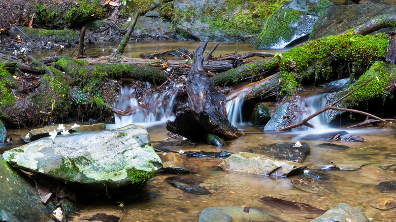 A view from the trail leading to Baskins Creek Falls in Great Smoky Mountains National Park