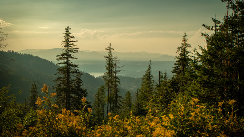 Evening trail view in the Idaho Panhandle National Forest