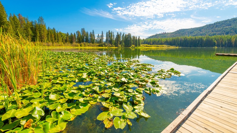 Forest lake surrounded by pines and covered in lily pads