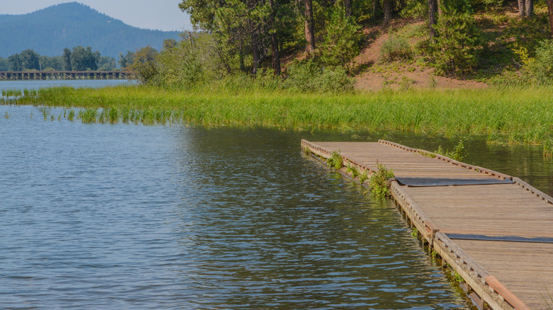 Wooden dock on forest lake with water plants