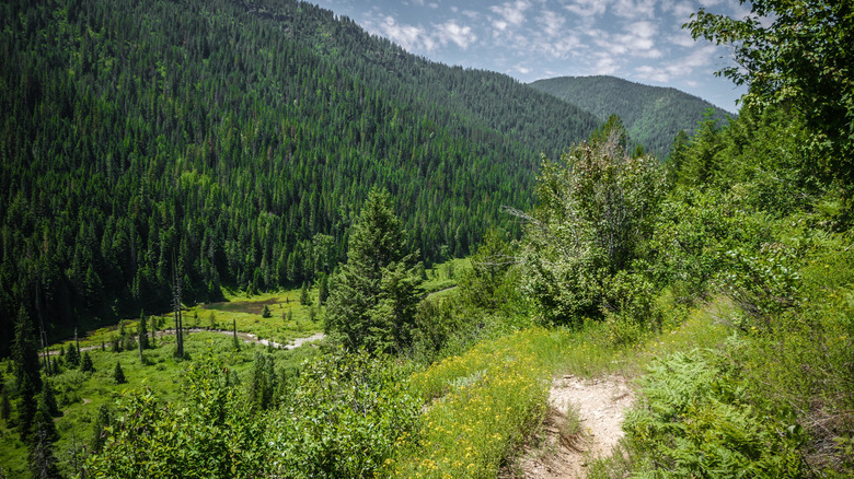 Trail winds through forested mountains around Kellogg