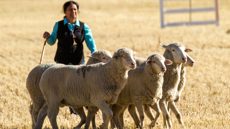 A female shepherd herding sheep in a competition at Hailey.