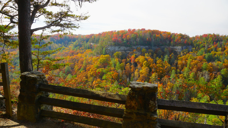 Fall colors in Kentucky's Red River Gorge Geological Area from the Chimney Top Trail viewing area