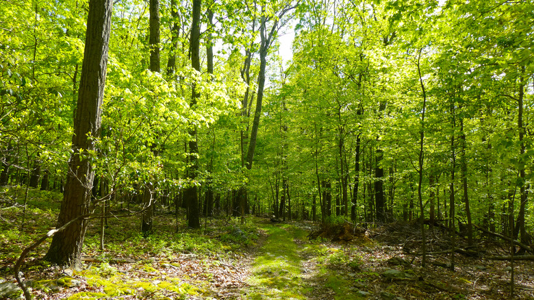 Verdant hiking trail in Greenbrier State Park