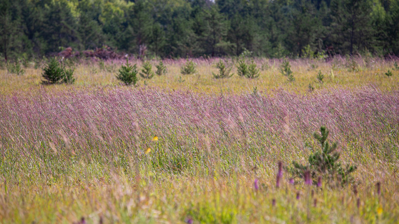 Prairie with purple wildflowers and trees in the background