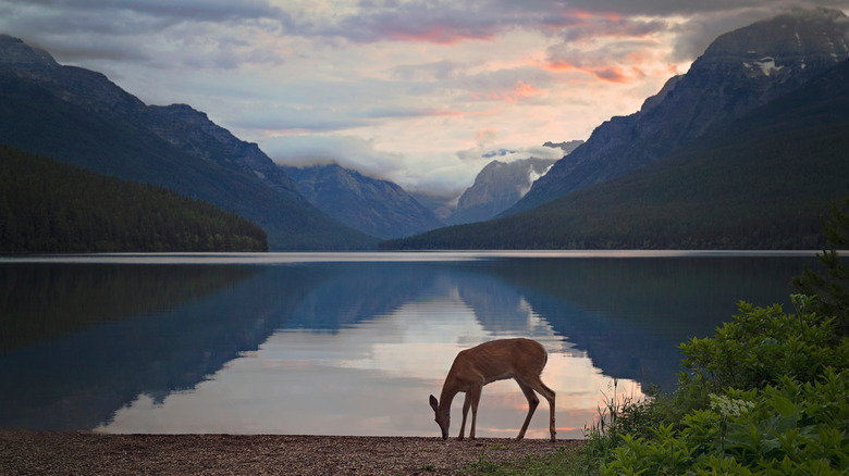 Deer forages next to lake with mountains in background