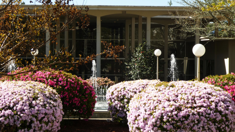 The flowers in the springtime at Pacific Union College