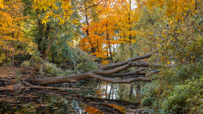 Fall foliage around a small pond in New York Central Park's North Woods