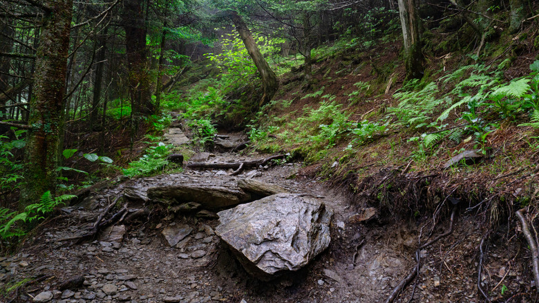 A rocky section of the Clingmans Dome Bypass Trail that leads to Mount Buckley