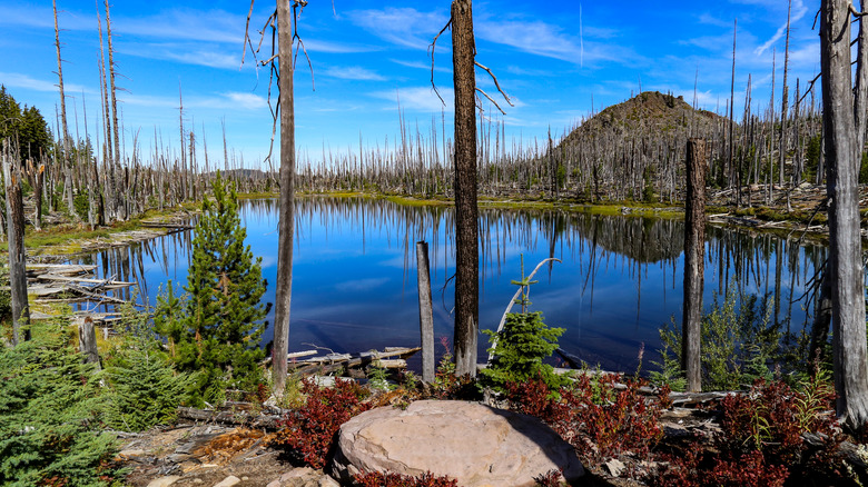 Trees and rocks crowd a lake beside a hiking path in the Lake Waldo area