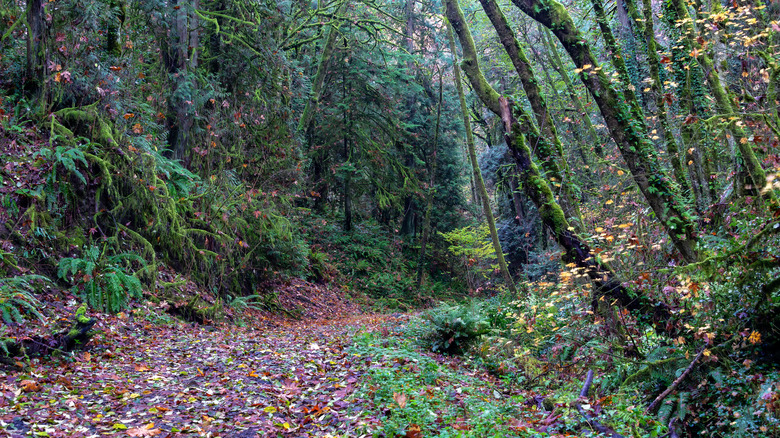 Marquam Nature Trail in Marquam Nature Park