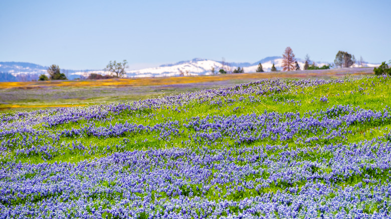 Purple wildflowers cover grassland