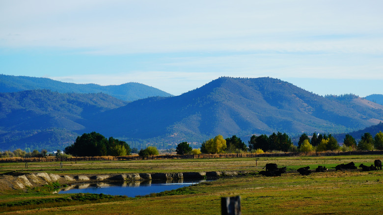 A view of farmland in front of rolling, forested hills near Etna, California