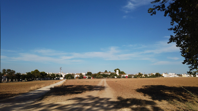 Dirt landscape near Marinaleda in Spain