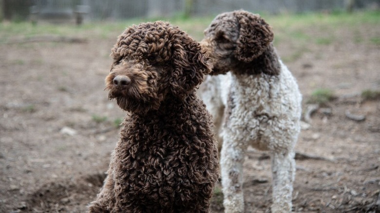 Lagotto Romagnolo dogs bred at Blackberry Farm