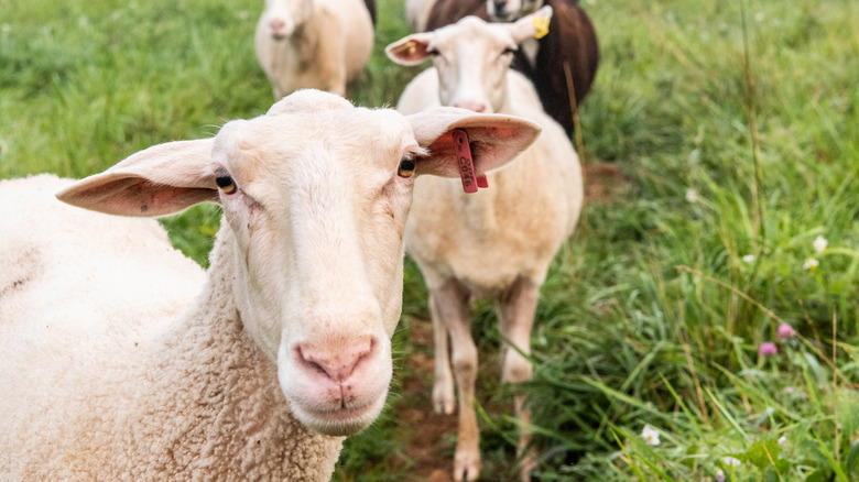East Friesian sheep at Blackberry Farm
