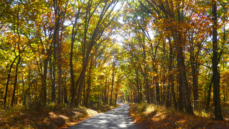 Road winding through a forest with colorful fall foliage at Green Ridge State Forest, Maryland