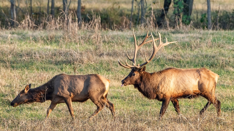 Two elk, one with horns, walk through grass Ponca Arkansas