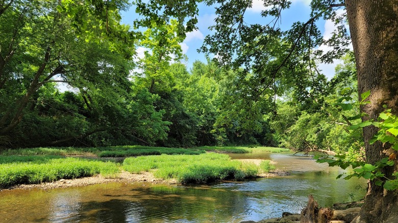 Tranquil riverbank with lush green foliage reflecting in the water at Withrow Springs State Park, Arkansas
