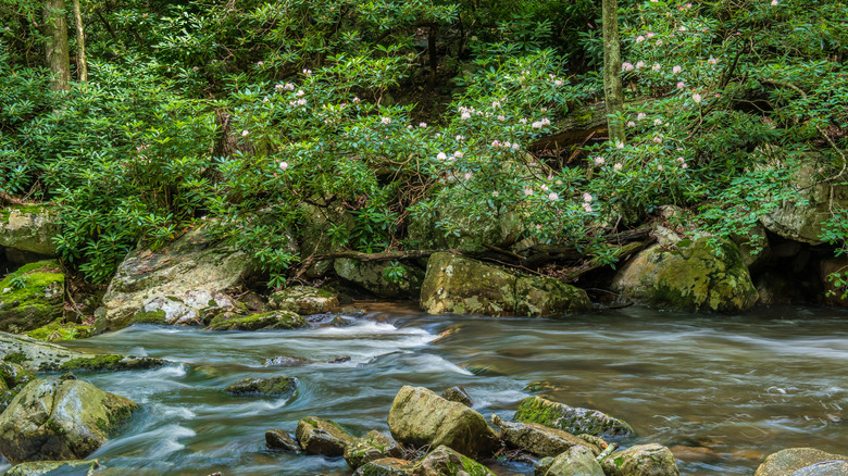 Water rolling over rocks in a creek