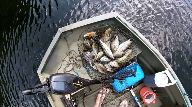 A bundle of fish caught during a day on Tanasee Creek Lake.