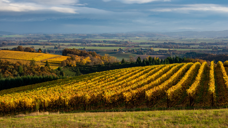 Rows of vineyards in Oregon