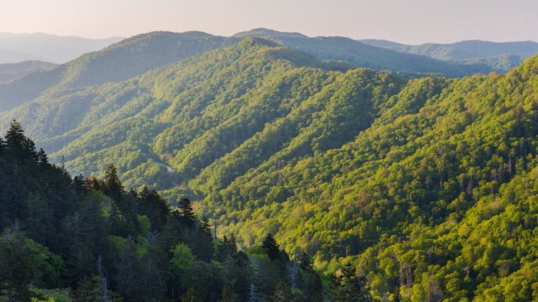Greenery of the Great Smoky Mountains
