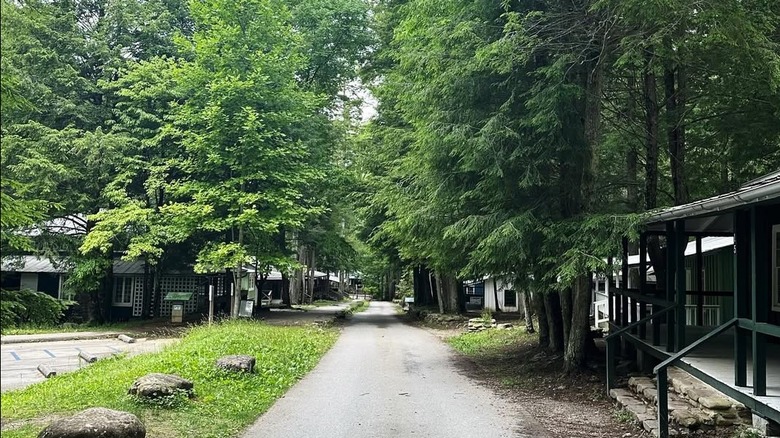 Daisy Town cabins surrounded by big green trees