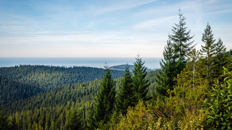 Ariel shot of Redwoods National Park in Northern California facing the Pacific Ocean in the distance