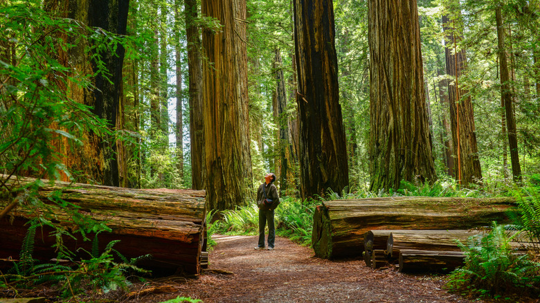 A hiker stands below the great trees of the Redwood National Park, CA