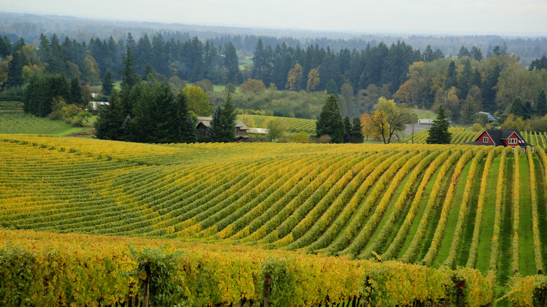 Vineyard rows on a farm with evergreen trees in the distance
