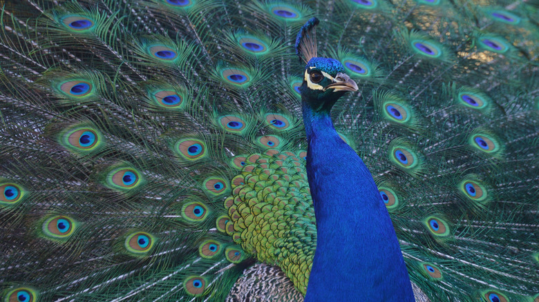 A peacock dispalying its plummage
