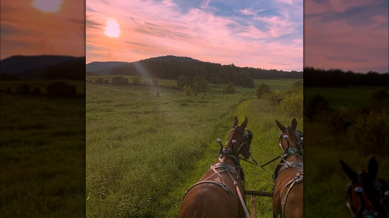 Horses pulling carriage against setting sun on Small Mountain