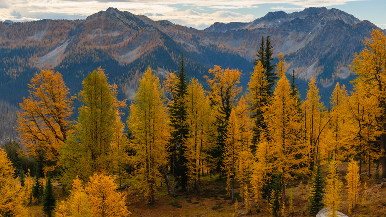 mountains and trees in Methow Valley, Washington