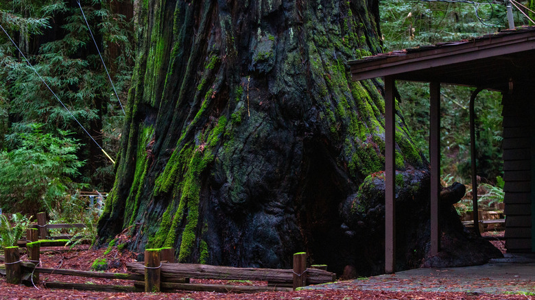 A giant old-growth redwood next to the Visitor Center Lodge at Richardson Grove State Park, California