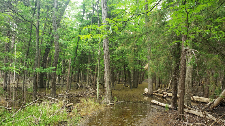 Forest swamp in Boiling Springs State Park in Woodward, Oklahoma